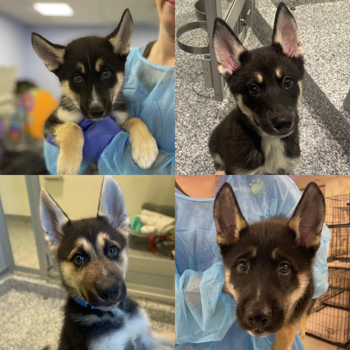 Bideawee's tweet photo. Please RT! So many adorable puppies at our Chelsea location looking for loving forever homes! ❤️ And yes, there are FOUR of those shepherd/husky-looking mixes, all adorable! https://t.co/YbM3JWdKfq