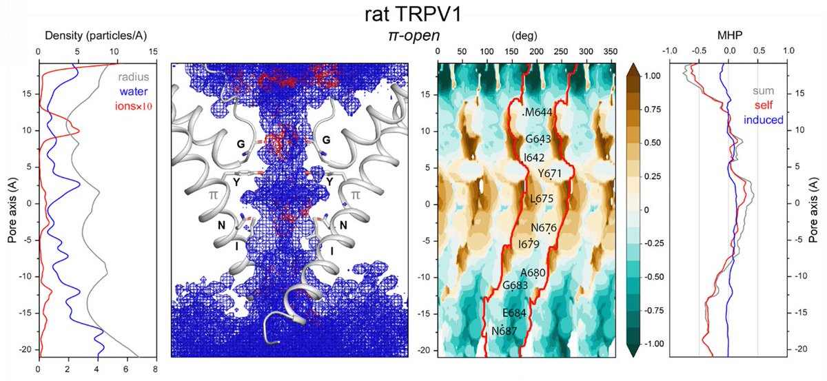 Alexander Sobolevsky (@alexandersobol6) on Twitter photo Dynamic molecular portraits of ion-conducting pores characterize functional states of TRPV channels <a href="/knadezhdinPhD/">Kirill Nadezhdin</a> @arthurCantab disq.us/t/4ox8tvi Dynamic molecular portraits of ion-conducting pores characterize functional states of TRPV channels <a href="/knadezhdinPhD/">Kirill Nadezhdin</a> @arthurCantab disq.us/t/4ox8tvi