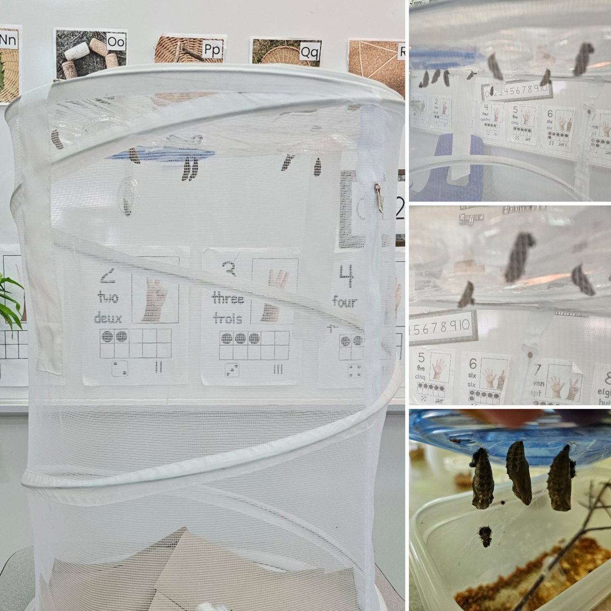 mmevanneste's tweet image. So much excitement in Kindergarten this week! Yesterday we moved the chrysalides to the butterfly habitat, and today the praying mantis nymphs are emerging from the egg sac! @StRitaOCSB @OttCatholicSB #ocsbDeepLearning