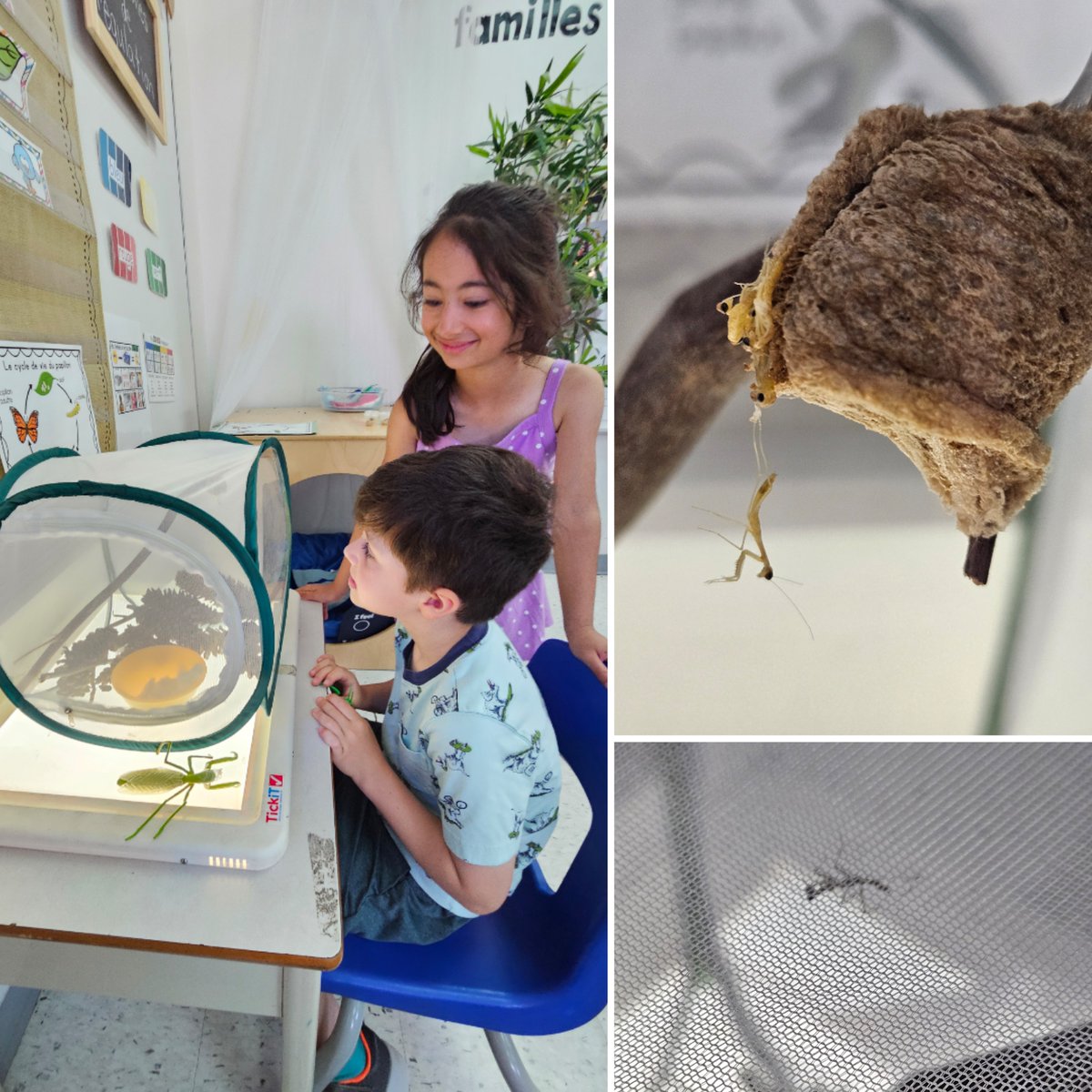 mmevanneste's tweet image. So much excitement in Kindergarten this week! Yesterday we moved the chrysalides to the butterfly habitat, and today the praying mantis nymphs are emerging from the egg sac! @StRitaOCSB @OttCatholicSB #ocsbDeepLearning