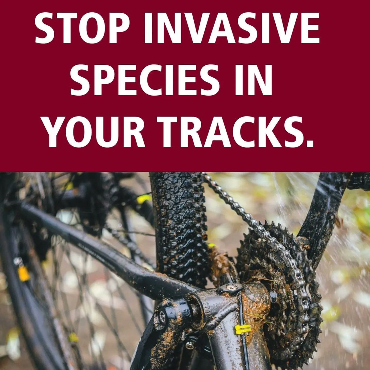 KellyCooleyCPS's tweet image. A reminder this #playcleangoweek to give your bike a good scrub with a @playcleango brush, or better, a full wash BEFORE &amp;amp; AFTER you hit the trail to keep #invasivespecies spread.
Kudos to Fernie, BC who have bike wash stations to protect #wildspaces - your community should too!