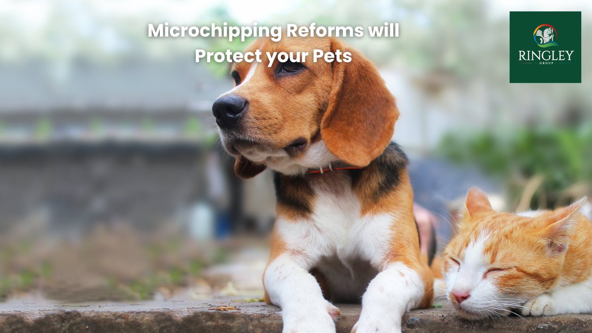 New reforms to standardise the microchipping of pets will lead to greater chances of finding them should go astray.
It will also help to reduce crime.
Please read more at ringley.co.uk/blogs/reunitin…