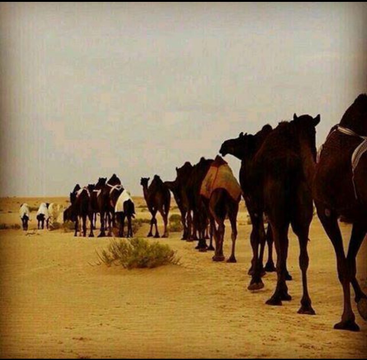 mfqm14021's tweet photo. #تراثنا
 يقول أستاذ الآثار الدكتور "محمد بن سلطان العتيبي: "كنت أنقّب في (الفاو) بصحبة الدكتور عبدالرحمن الأنصاري، فمرت بنا إبل كثيرة، فقال لي الأنصاري: "تمعن في هذه الإبل الكثيرة، هذا هو المال، وليس ما يُكنز في البنوك".
قلت: صدق "المال إذا أُطْلِقَ في كلام العرب أريد به الإبل". https://t.co/3smo61EhJL