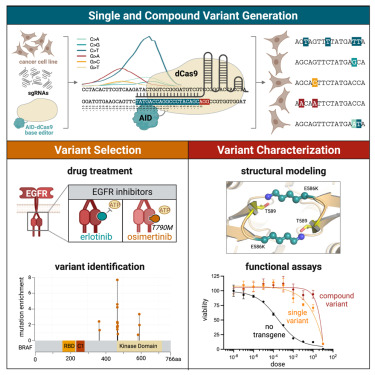 HaleyLab (@labohaley) on Twitter photo Published (and open access)! Super excited to share the final version of our manuscript describing an enhanced mutagenic base editing platform for use in functional genomic screening. See original tweetorial for more details. 
cell.com/cell-reports/f… Published (and open access)! Super excited to share the final version of our manuscript describing an enhanced mutagenic base editing platform for use in functional genomic screening. See original tweetorial for more details. 
cell.com/cell-reports/f…