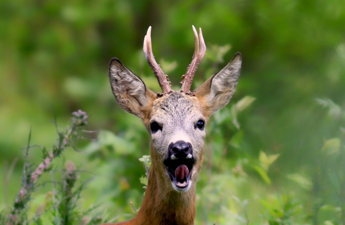 planetechasse's tweet photo. Gagnez vos entrées au Game Fair 2024 ! sur Planete CHASSE https://t.co/VWcBkoD6GV https://t.co/PnzJq4oqOo