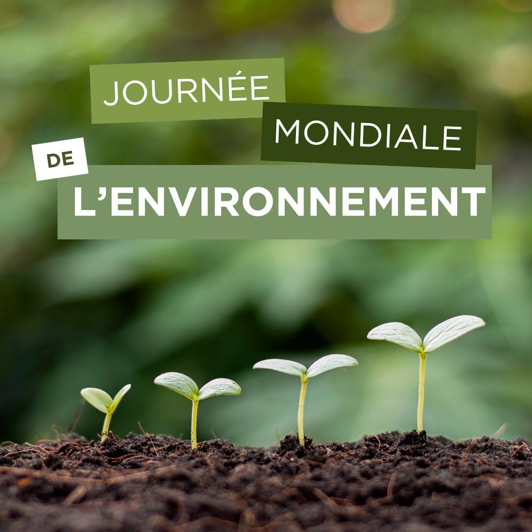 DestinationQSF's tweet image. 🌱💧 C'est aujourd’hui la Journée mondiale de l’#environnement!

Plusieurs #volontairesQSF collaborent à des actions visant la protection de l’environnement dans les pays du Sud. Nous profitons de cette journée pour souligner l'importance de leur travail! 

#DestinationSolidarité