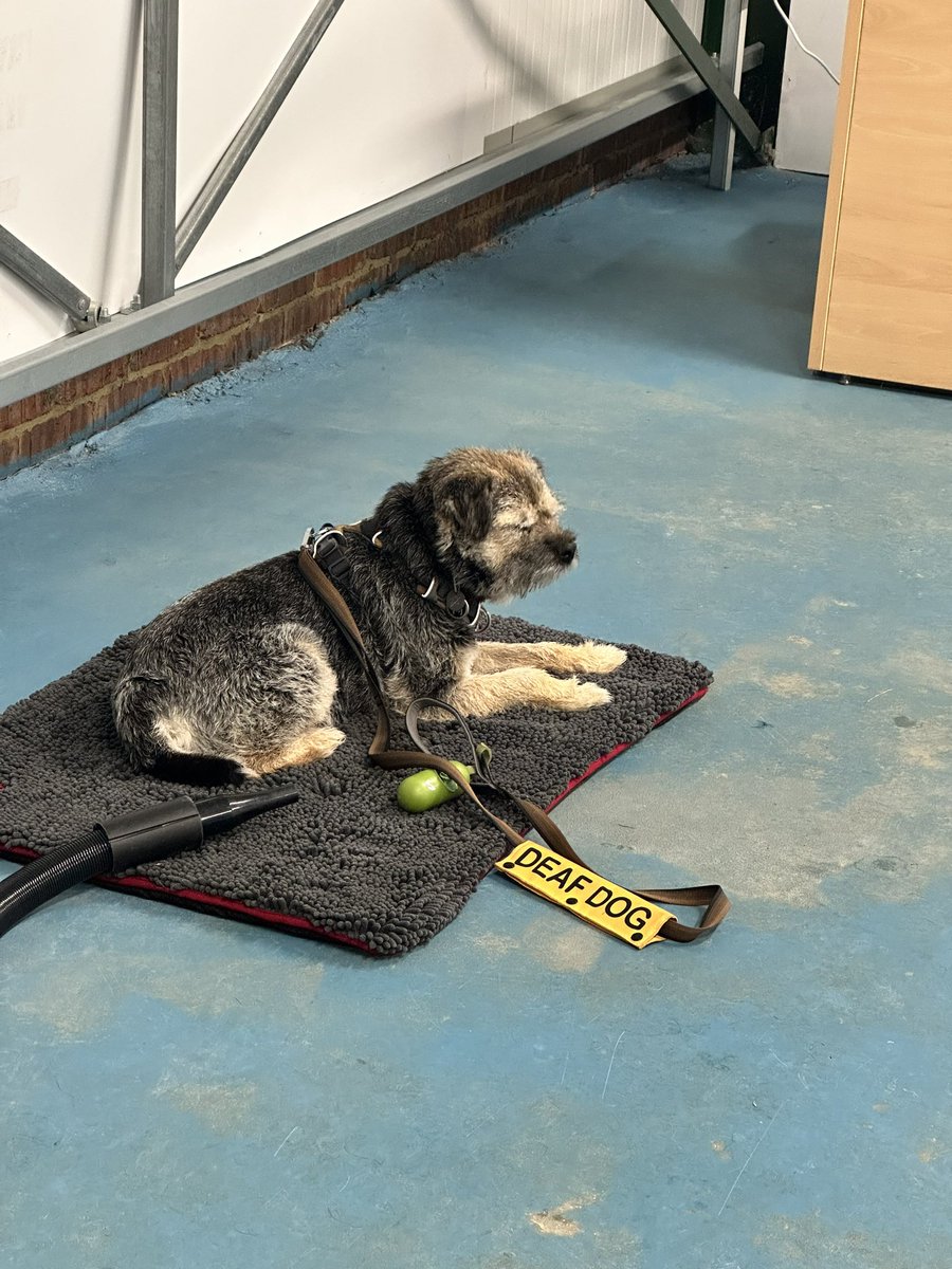 ScrappyN's tweet photo. Been to #ScrappySwimClub palsโฆ had to work hard today as I got a bit tired so had a little lie down whilst waiting for Maggot toโฆ wellโฆ mostly try and drink the tank water ๐ #ScrappyNelson #dpgsofX #btposse #wednesdaymotivation https://t.co/x084OxIU6n