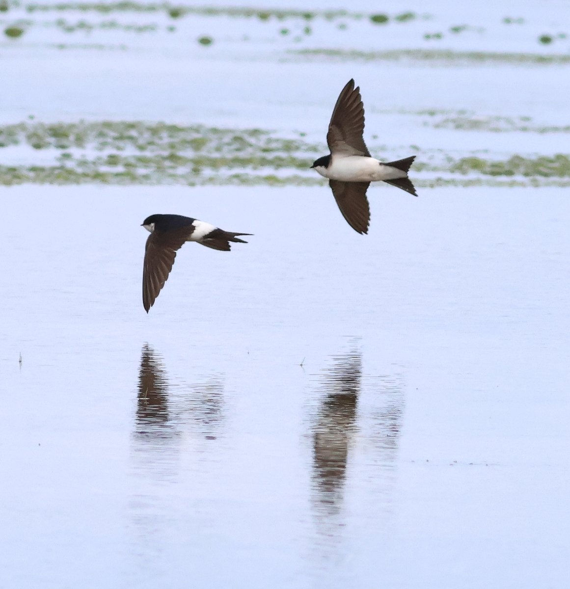 5 Jun. Musselburgh. The pair of Avocets present for 4th day this morning. Also tried to photograph Swifts and House Martins <a href="/birdinglothian/">Birding Lothian</a>