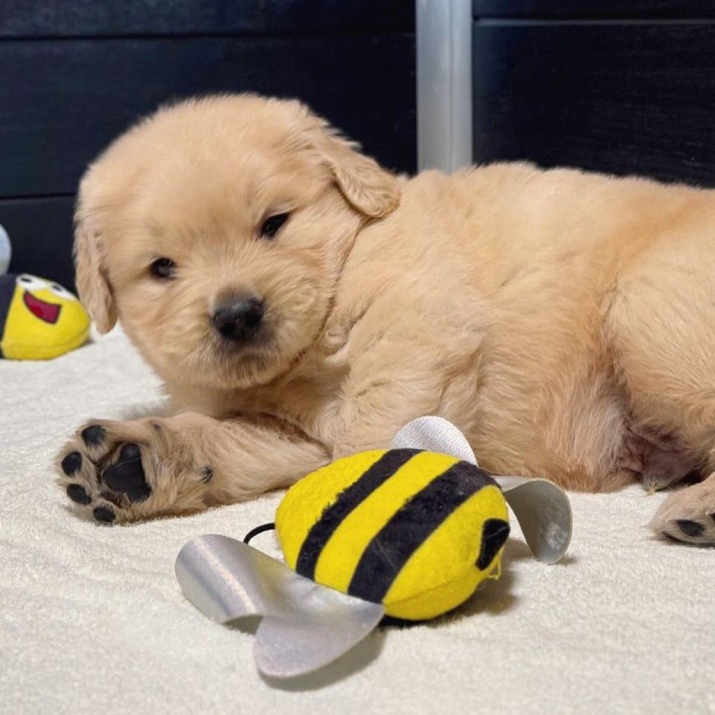 takemybear's tweet photo. มะกี้แกเรียกชั้นว่าอ้วนเหรอ หน็อย https://t.co/I59VRN3eqd