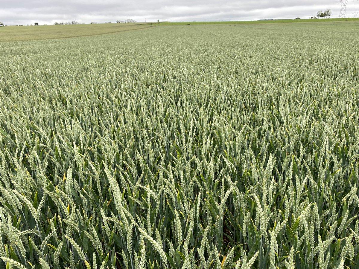 Le mois de mai au <a href="/MoisdonNegoce/">Moisdon Negoce</a> est toujours riche en activitées ! Entre le semis de nos essais/vitrine, le suivi des céréales-oléagineux mais aussi le semis des cultures de printemps avec la surveillance pour le 🌻 et 🌽 ! Nous avons pas le temps de nous ennuyer et ceux malgré