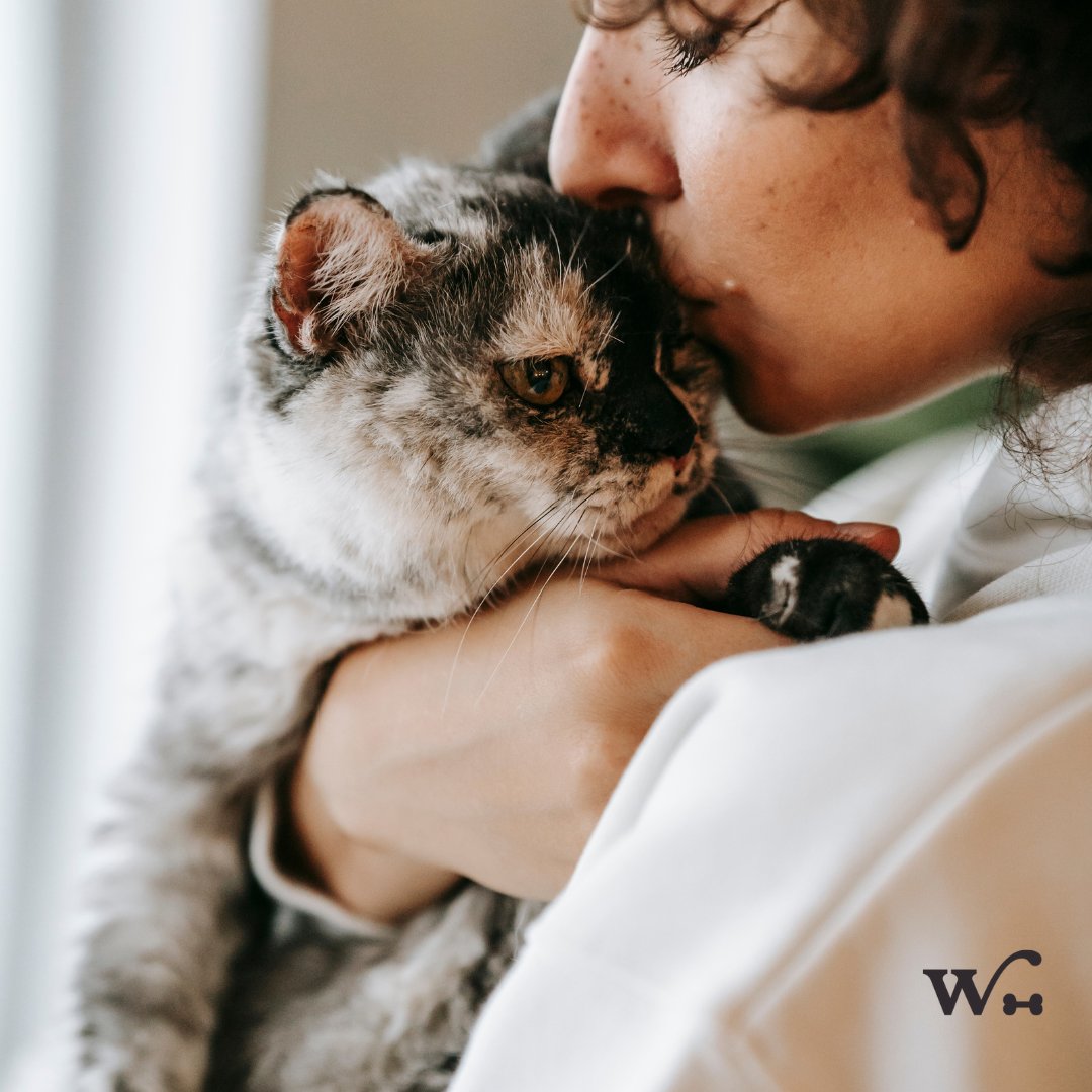 Wishbone_Pet's tweet photo. Our pet health insurance plans are easy to understand! No confusion jargon. No complex plan details. No complicated claim processes. 🌟

Click the link in our bio to learn more!

#PetInsurance #WishbonePetInsurance #WishbonePets #PetCare #PetHealth #PetLovers https://t.co/lcn27OBEyP