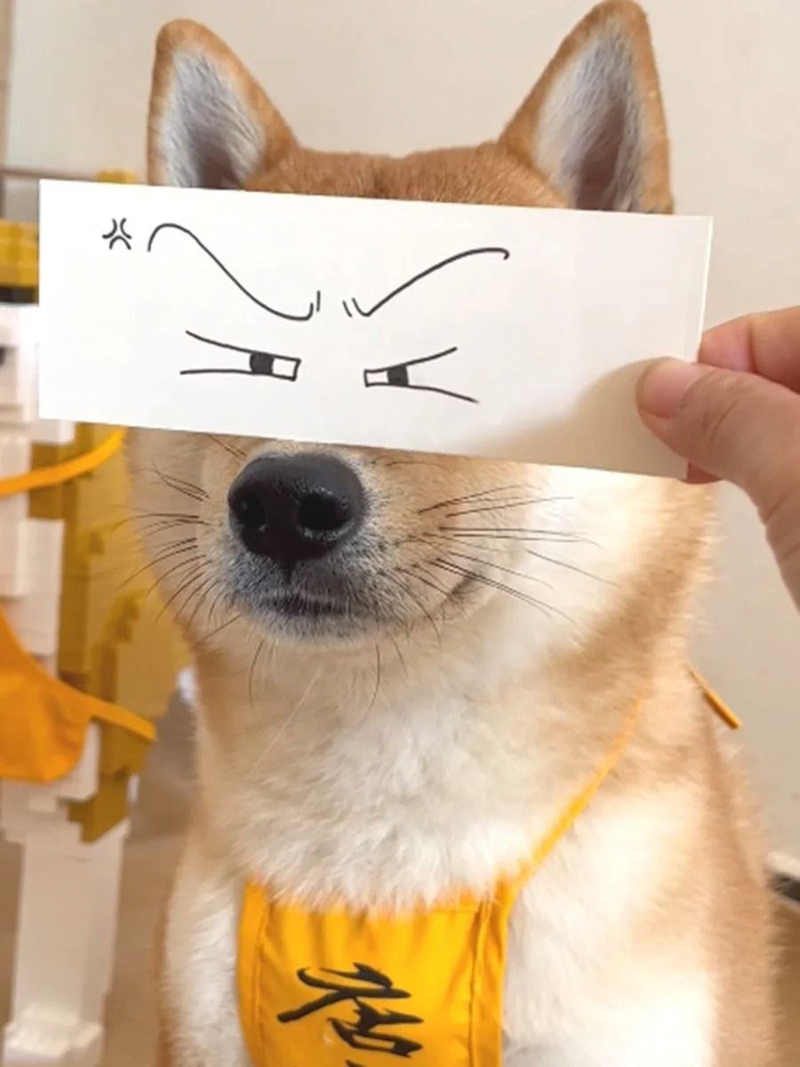 Sg__Daisy5's tweet photo. What a funny dog 😆😆 https://t.co/jQyGcx808D
