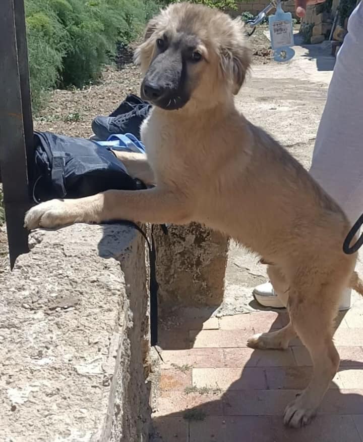 RobertaPapa13's tweet photo. SE CONDIVIDI MI ADOTTANO!
Ancora disponibile
Questo biondino è il piccolo ROMEO.
6 mesi, futura taglia medio/grande.
Dolce, buono e coccoloso
Si affida in Svizzera e in Italia tramite pre affido e staffetta, si trova in stallo in Sicilia
Info  3208071120 https://t.co/lim5puLqqh