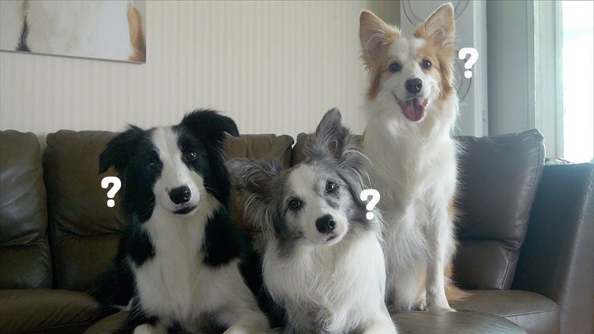 맛보기스푼 (@masbogisupun) on Twitter photo 