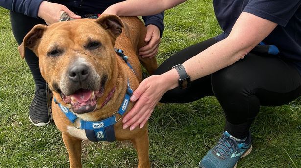 BowmansPremium's tweet photo. Scarred pooch saved from dog fighting ring unrecognisable …
https://t.co/YWFdNsrr0w https://t.co/hnmdQxilRj