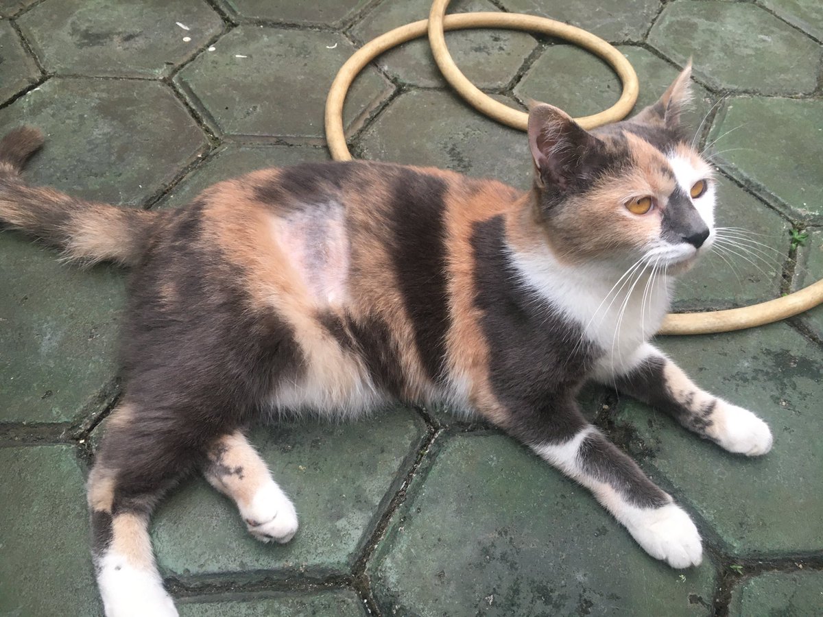 Babagdotnet's tweet photo. Alhamdulillah kucing Luna (betina) sudah sehat dan lincah kembali setelah steril 10 hari yang lalu. Terimakasih banyak ya kak @zarmayana udah ngebantu dengan pelayanan dan komunikasi yang sangat baik dan harga yang sangat terjangkau. Sangat rekomended bagi yg mau steril anabul 🙏 https://t.co/4fQ4FQYmVg