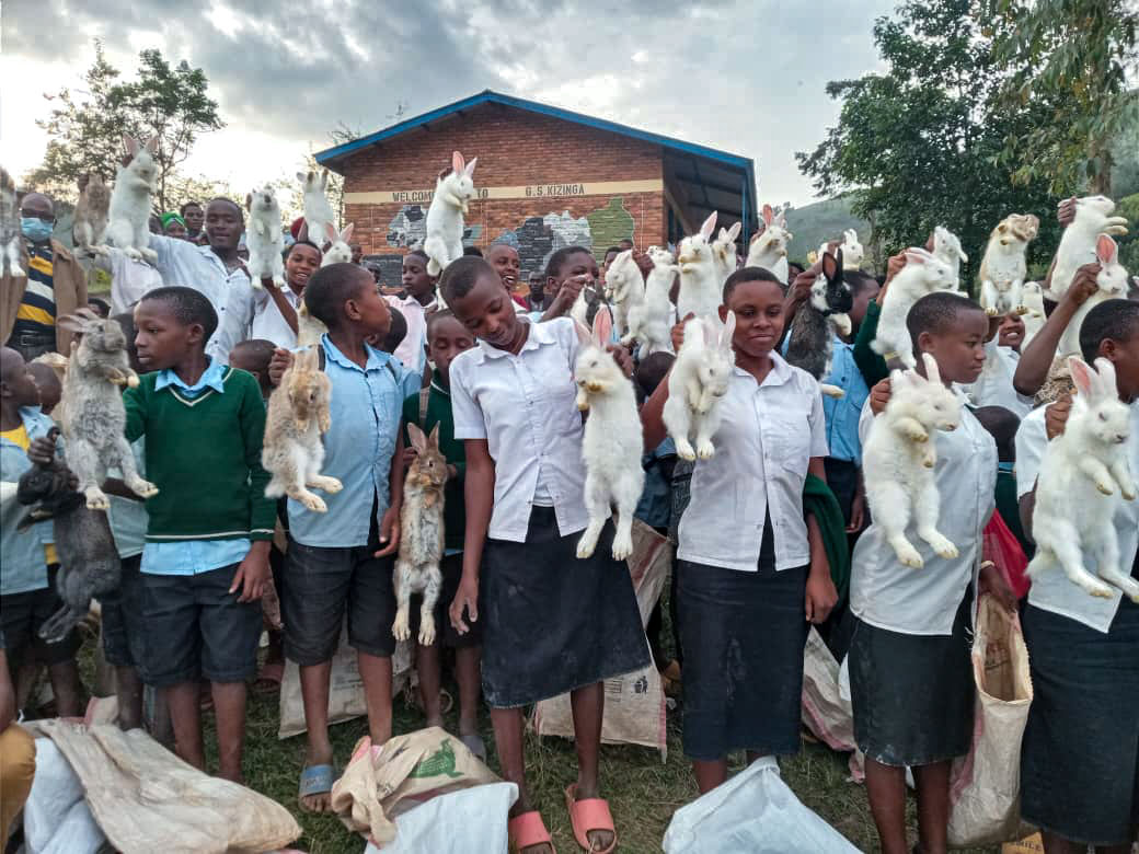 SAIC_Rwanda's tweet image. June 4th 2024, @SAICRwanda20 with support from @WorldConnectUS distributed 74 female rabbits to 74 students at GS Kizinga in @GicumbiDistrict 2create resilience &amp;amp; participate in #SchoolFeedingProgram @Rwanda_Edu  @GreenFundRw @ghcorps @FAORwanda @RwandaAgri @ryaf_agribiz