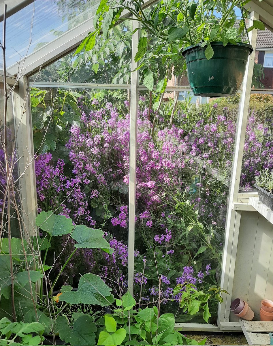 The height of the front border this year after all the rain 😄