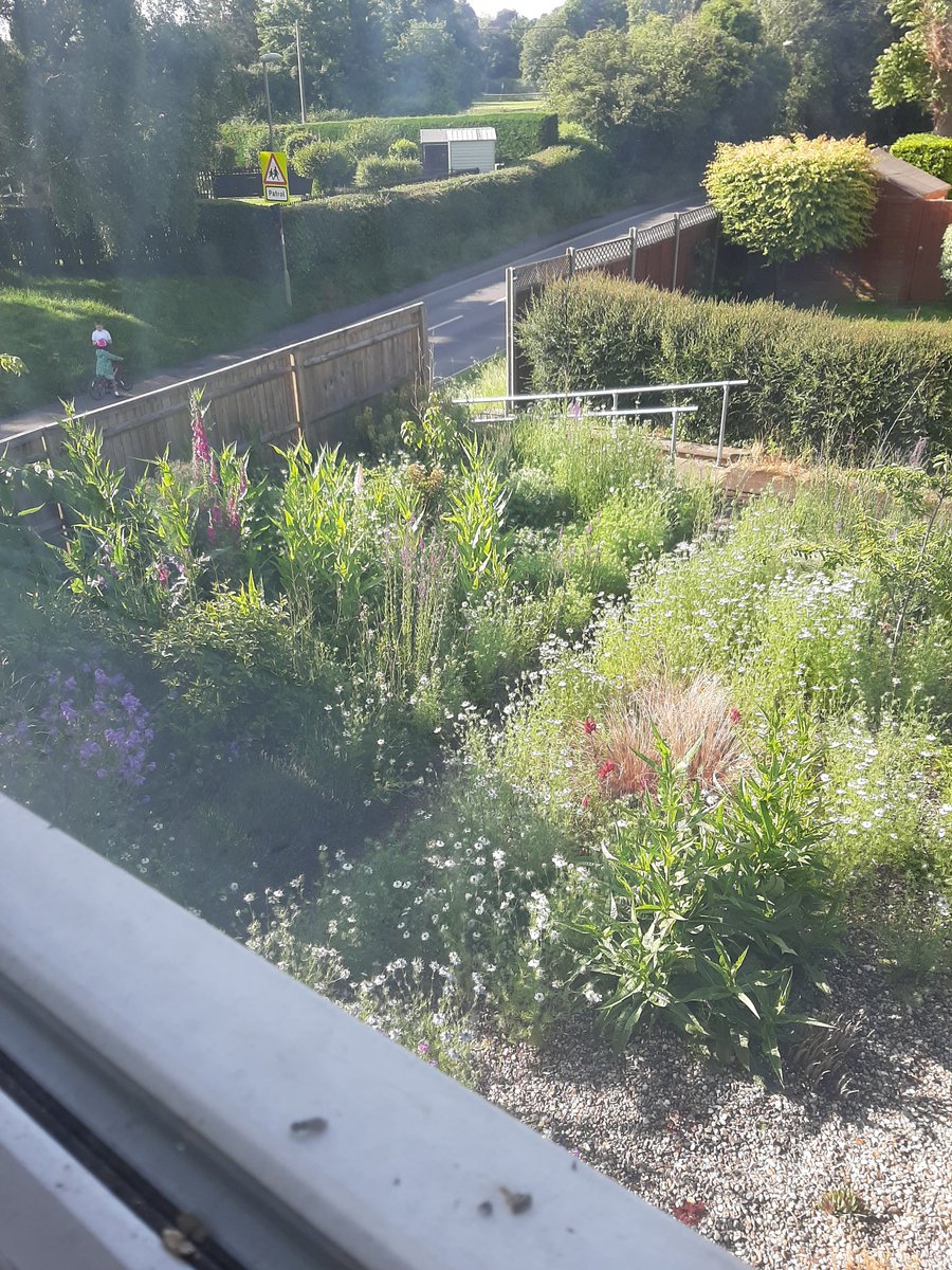 Nigella taking over the gravel garden on the right 😊