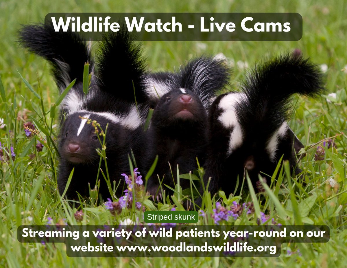 Wildlife Watch Wednesday! 

View our live streams at woodlandswildlife.org/wildlifewatch 

Have you ever seen baby skunks up close? Our daily live stream is currently featuring them! How many can you count?

Make a donation on our website to keep these streams going!