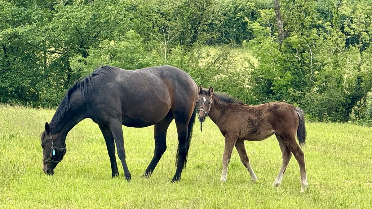 Jamjam0288's tweet photo. Nice Dubai Legend colt foal x Miss Candy (Equiano) @CompasStallions https://t.co/9LJRtOAa6V