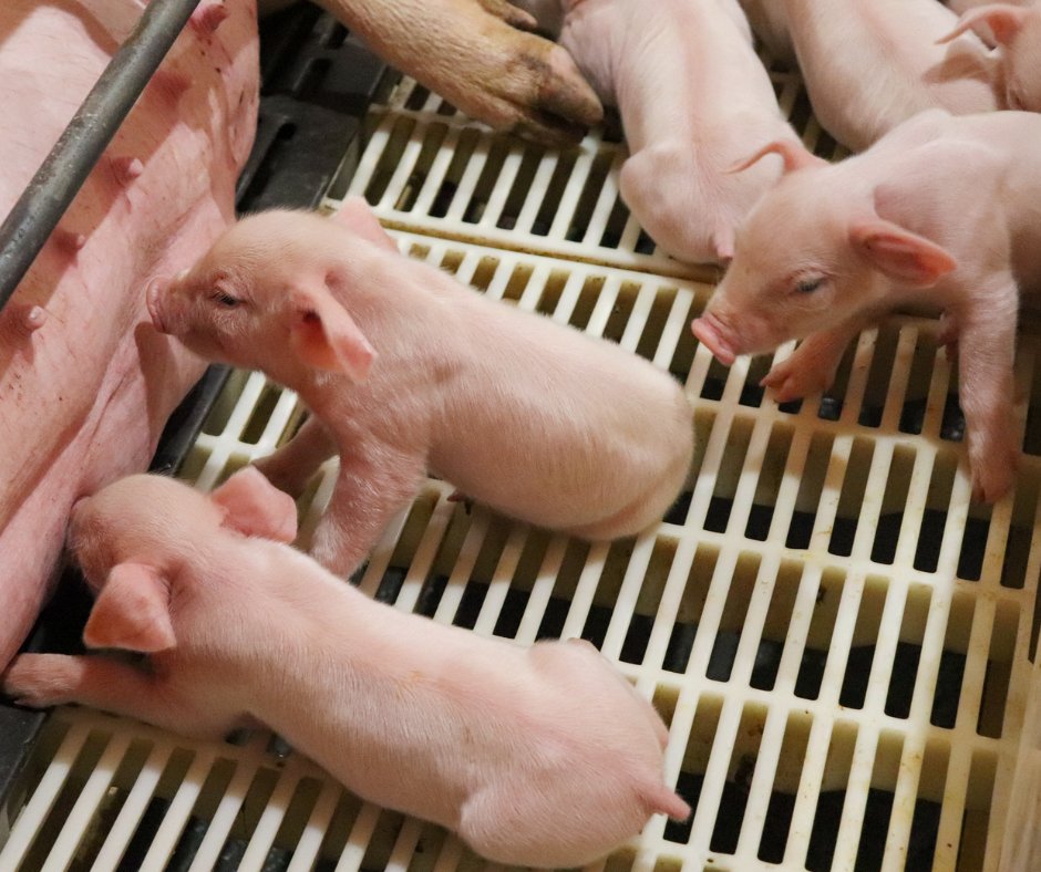 Livingston_Ent's tweet photo. Check out our careers at LEI! https://t.co/4M2fnEfvgK
#LEI #pigs #swine #jobsinag https://t.co/pOtXzbWb4s