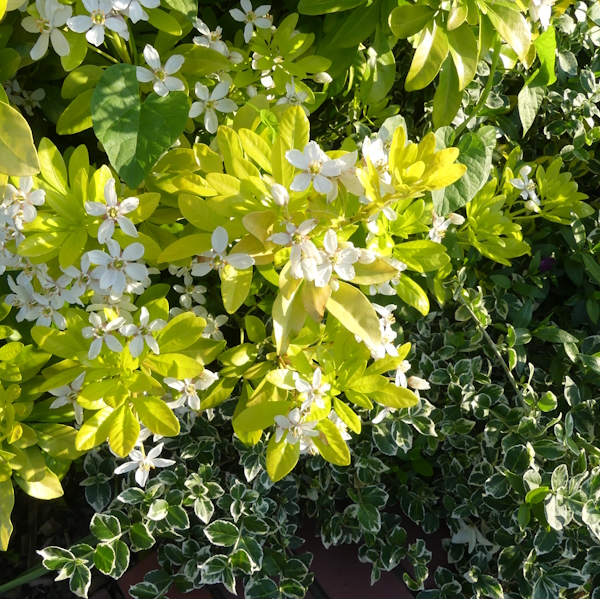 Grow Edgeley tweet media