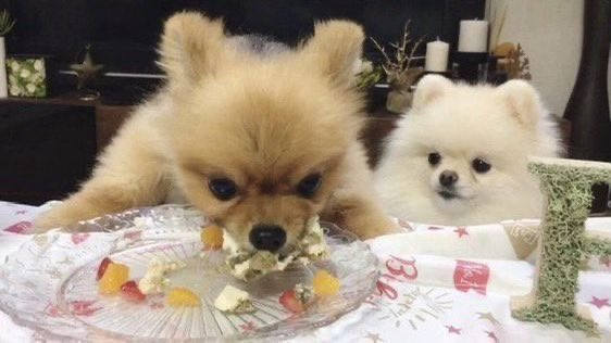 안녕하세요. 페일입니다.
어느덧 제 계정이 6만 팔로워를 향해 터북터북 걸어 가고 있어요.
제 별 볼일 없는 작은 계정을 많이 찾아주셔서 감사합니다.
애정을 담아 #RT 해주신 팔로워 한 분께 화장품을 넣은 랜덤 박스를 보내드리려고 합니다.
늘 감사합니다.

🍀 당발: 6월 8일