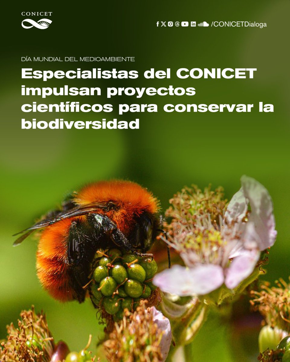 🟢En el marco del Día Mundial del Medioambiente, un grupo de especialistas del CONICET describe distintos proyectos científicos orientados a la conservación de la biodiversidad.

✍️Nota bit.ly/ambienteproyec…

#CienciaArgentina