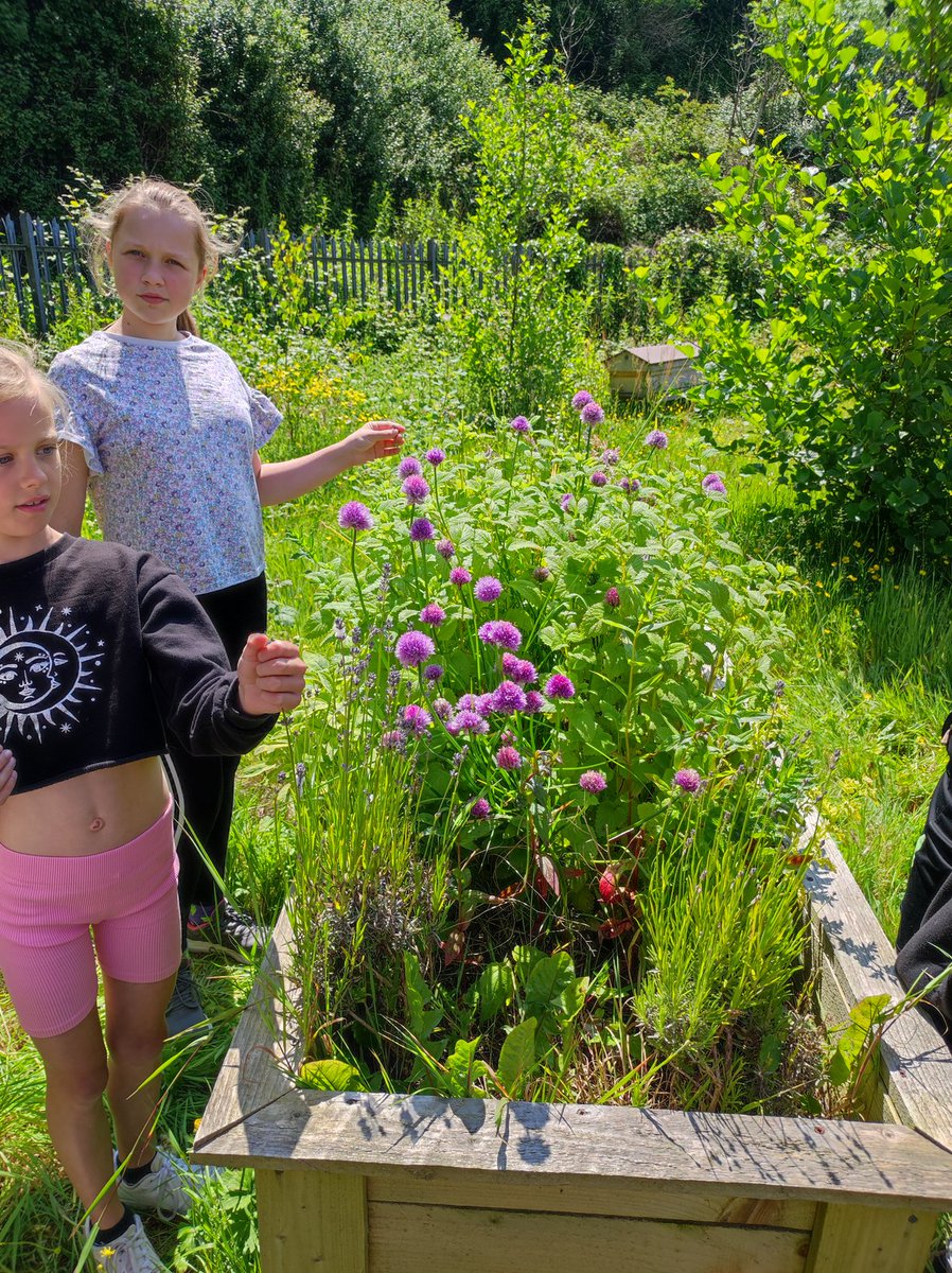 MiniExplorersPD's tweet image. A multi sensory experience for our #youngcarers today. We explored our #beesanctuary 🐝 🍯 & discovered lots of gorgeous smelling herbs 🍋🍑🪻 we created our own emotions colour palette 🌈 #selfcare #healthandwellbeing 🌻 🤝 @actnforchildren ❤️ @PDCSPrimary 💚 #outdoorlearning