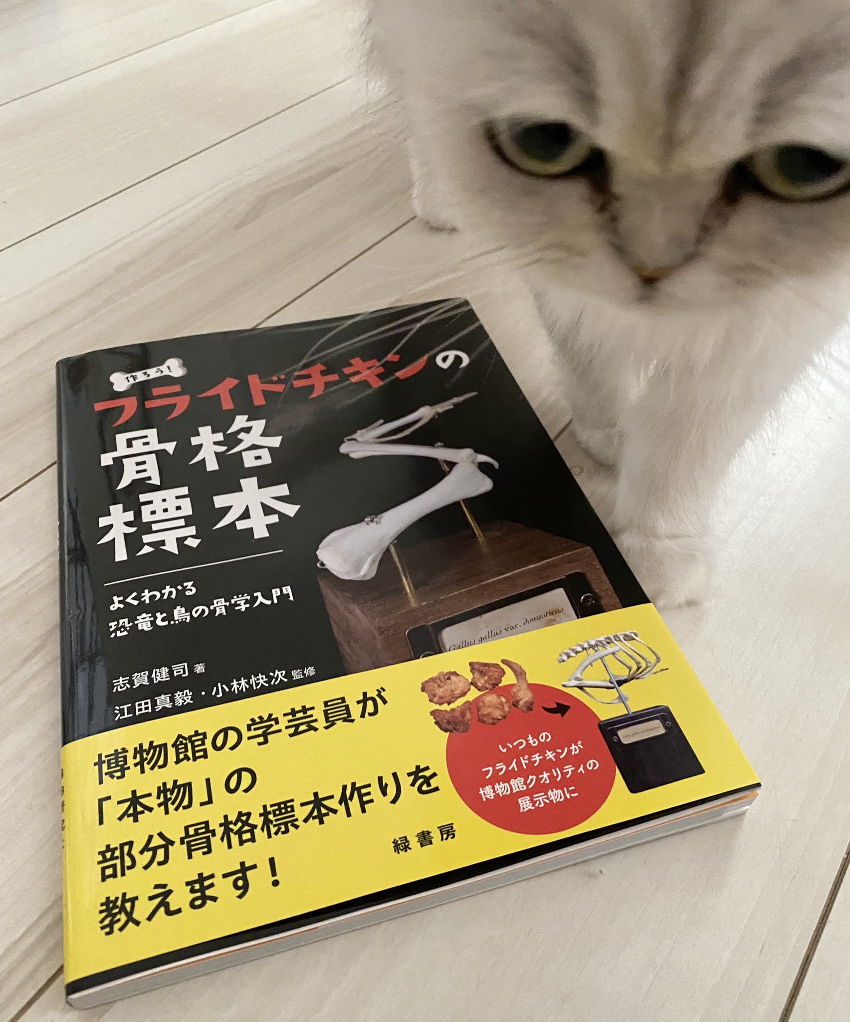 獣医内科学第二版　大動物・小動物セット 獣医内科学 改訂版 2巻セット（小動物・大動物） 文永堂出版