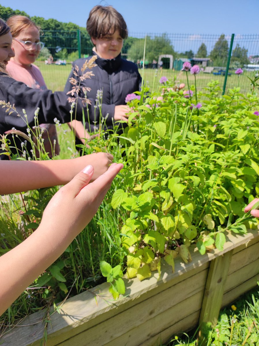 MiniExplorersPD's tweet image. A multi sensory experience for our #youngcarers today. We explored our #beesanctuary 🐝 🍯 & discovered lots of gorgeous smelling herbs 🍋🍑🪻 we created our own emotions colour palette 🌈 #selfcare #healthandwellbeing 🌻 🤝 @actnforchildren ❤️ @PDCSPrimary 💚 #outdoorlearning