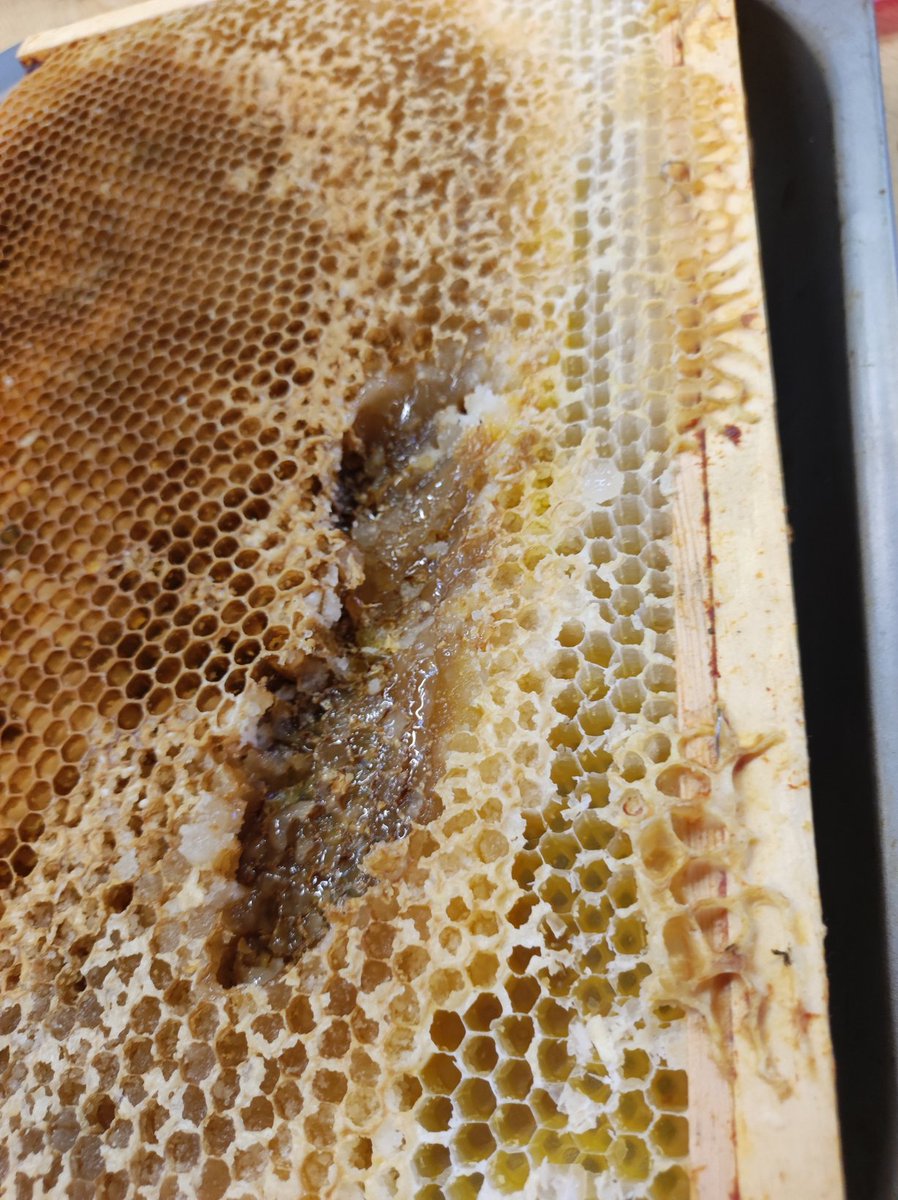 MiniExplorersPD's tweet image. A multi sensory experience for our #youngcarers today. We explored our #beesanctuary 🐝 🍯 & discovered lots of gorgeous smelling herbs 🍋🍑🪻 we created our own emotions colour palette 🌈 #selfcare #healthandwellbeing 🌻 🤝 @actnforchildren ❤️ @PDCSPrimary 💚 #outdoorlearning