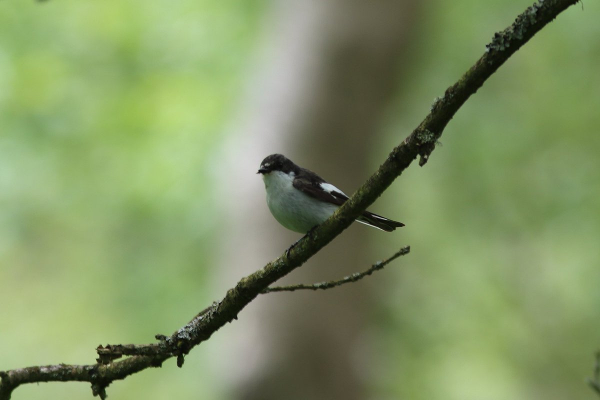 Tom_Darron's tweet image. Pied flycatcher today at derwent reservoir on a uni field trip