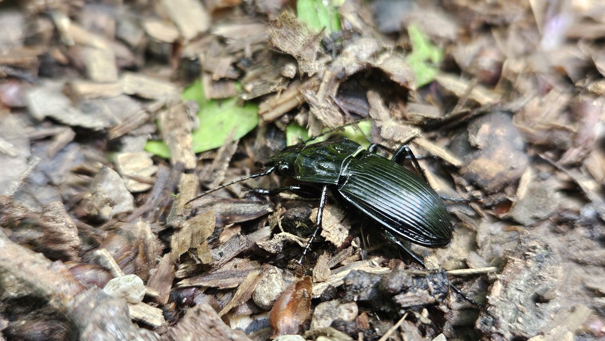 Field trip to the Pilis Mountains.
<a href="/21stECM/">21st European Carabidologists' Meeting</a>