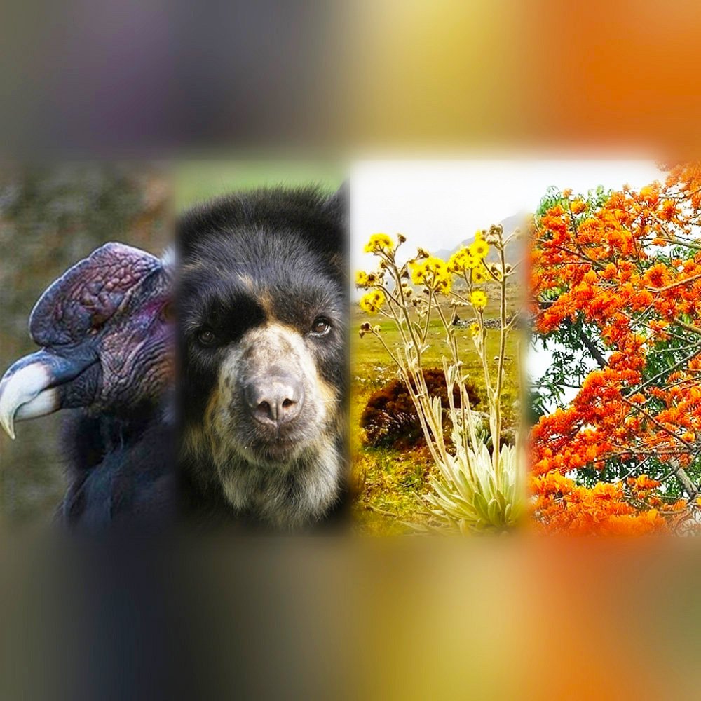 SoyDeMeridaVe's tweet photo. 0️⃣4️⃣ de Junio (1997)

Se declararon los Simbolos Emblemáticos Ambientales de Mérida, en ocasión de celebrarse el Día del Medio Ambiente.

Se declaró al Cóndor de los Andes y al Oso Frontino como Fauna, el Frailejón como Flor y el Bucare Ceibo como Árbol de Mérida. https://t.co/SeH9LNR5Kn