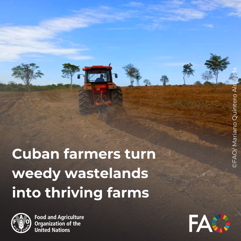 FAOKnowledge's tweet photo. In central Cuba, farmers like Mariano are transforming lands infested with marabou weed into thriving farms with support from @FAO' and @theGCF.

Discover how sustainable practices are boosting food security and livelihoods.
