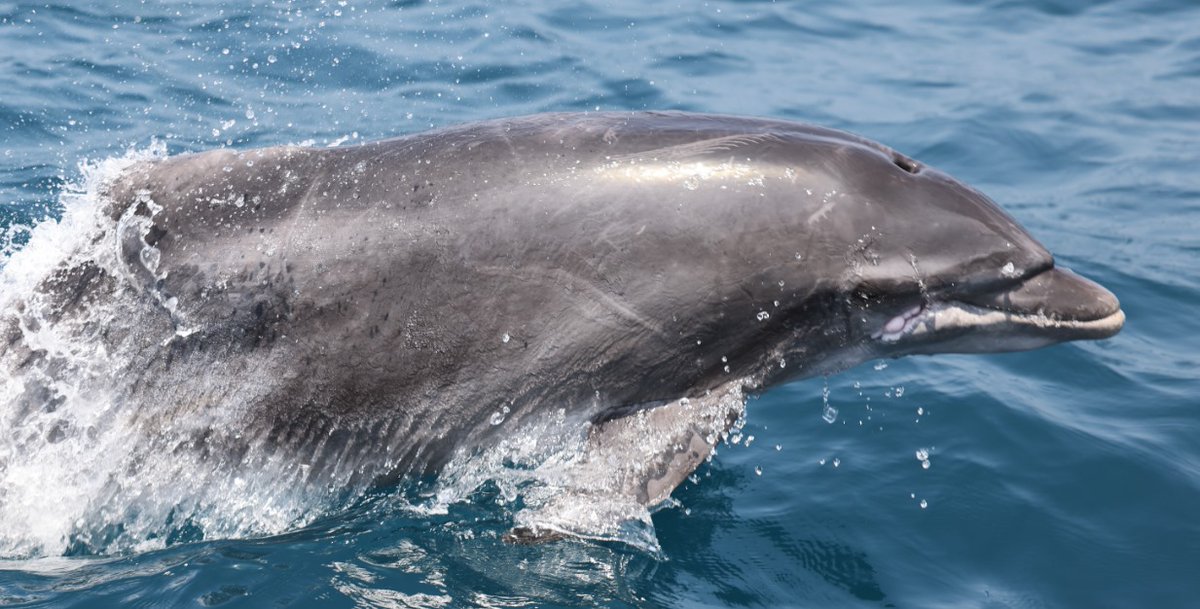 AviadScheinin's tweet photo. I want to report a rare occurrence of a bent dorsal fin in a free‐ranging Bottlenose dolphin, Tursiops truncatus. It is the first one that I see in our population.
Any insights on the causes of such an occurrence will be welcomed. https://t.co/KyEnR6mM7g