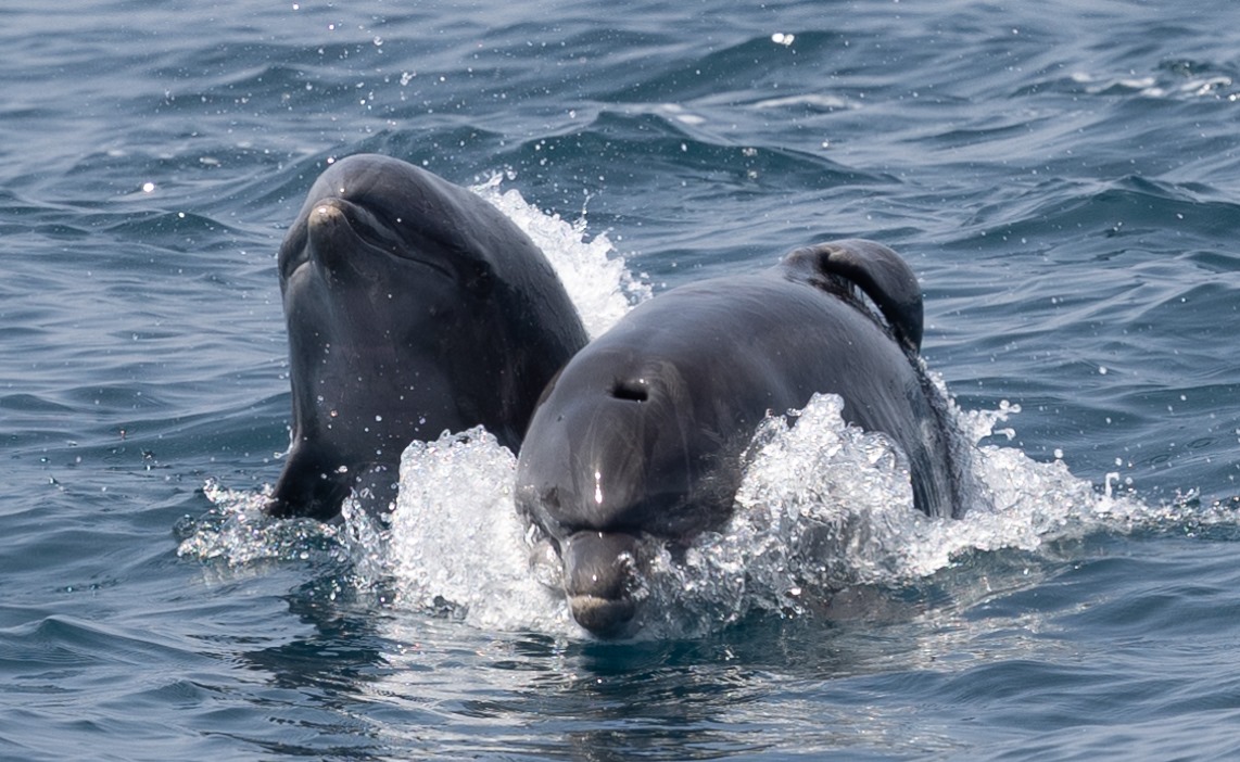 AviadScheinin's tweet photo. I want to report a rare occurrence of a bent dorsal fin in a free‐ranging Bottlenose dolphin, Tursiops truncatus. It is the first one that I see in our population.
Any insights on the causes of such an occurrence will be welcomed. https://t.co/KyEnR6mM7g