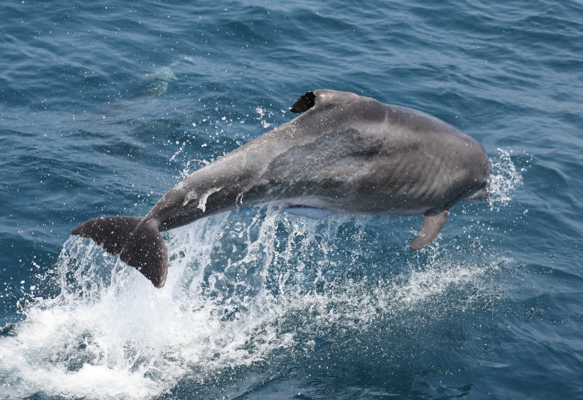 AviadScheinin's tweet photo. I want to report a rare occurrence of a bent dorsal fin in a free‐ranging Bottlenose dolphin, Tursiops truncatus. It is the first one that I see in our population.
Any insights on the causes of such an occurrence will be welcomed. https://t.co/KyEnR6mM7g