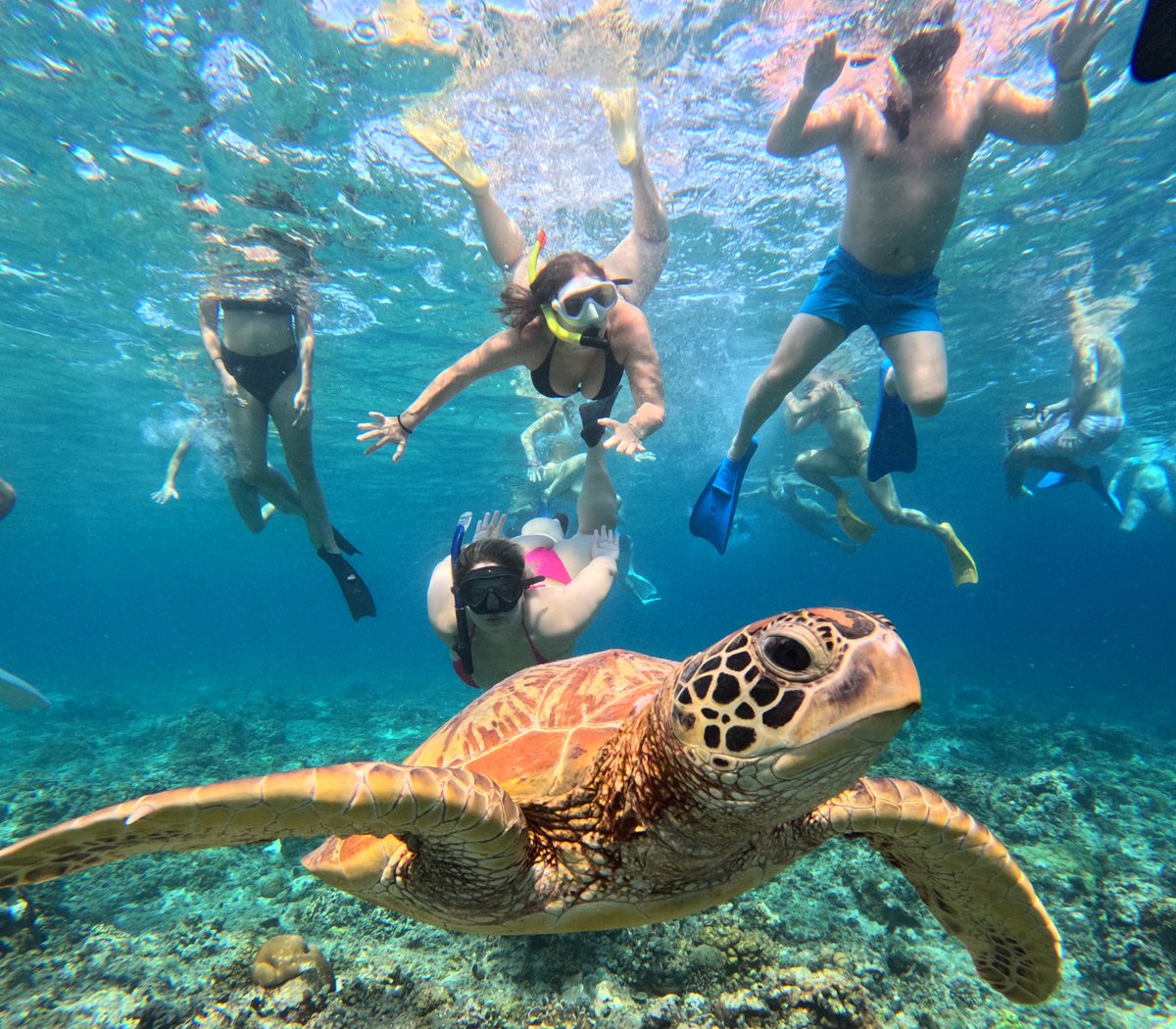 pascalling's tweet photo. Vandaag op Gili T aan het snorkelen geweest. https://t.co/Nnb8wPJoQR