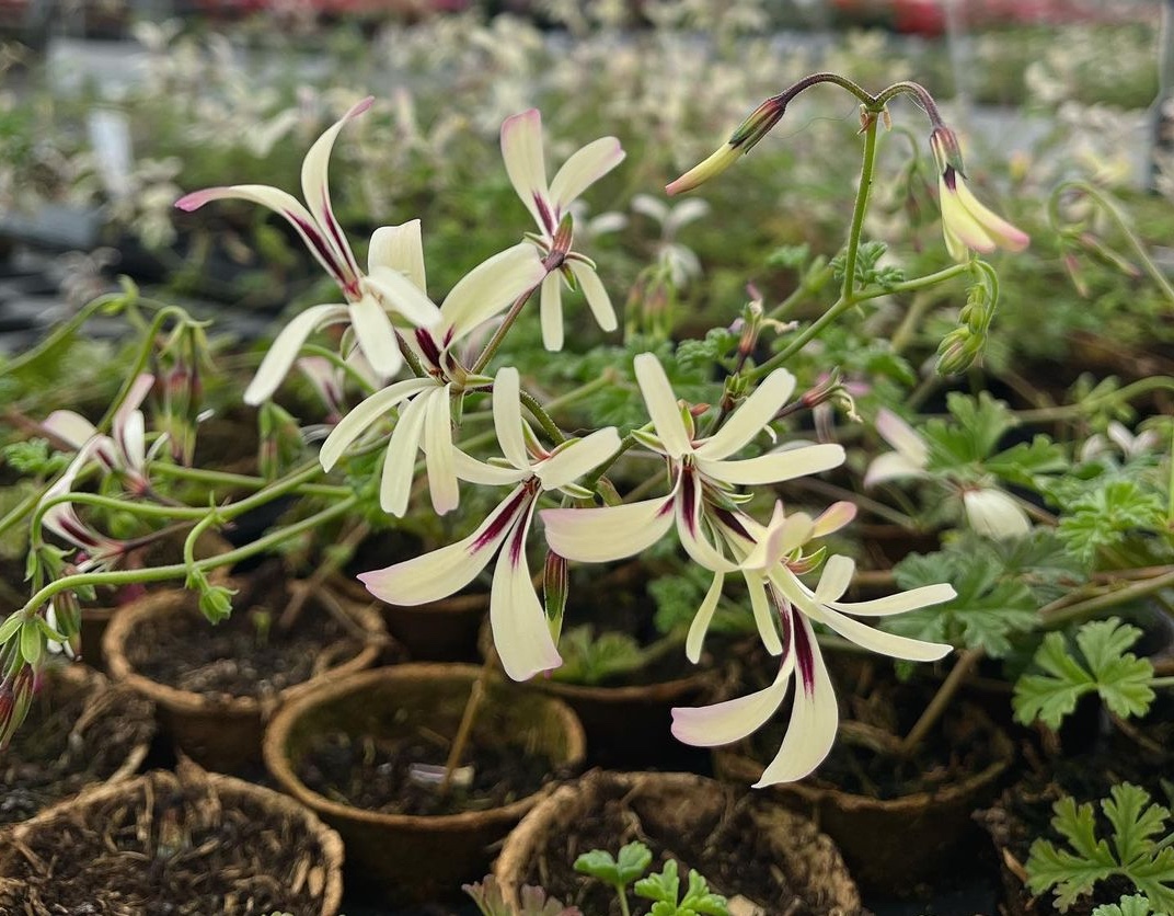 Celebrating scented pelargoniums with Catherine Kidston ... read more on the dirt.news <a href="/burfordgarden/">Burford Garden Co</a> <a href="/FibrexNurseries/">Fibrex Nurseries</a> #CAtherley #CathKidston #pelargoniums #scentedpelargoniums #geraniums (Image: Fibrex Nursery P. Trifidum)
thedirt.news/celebrating-sc…