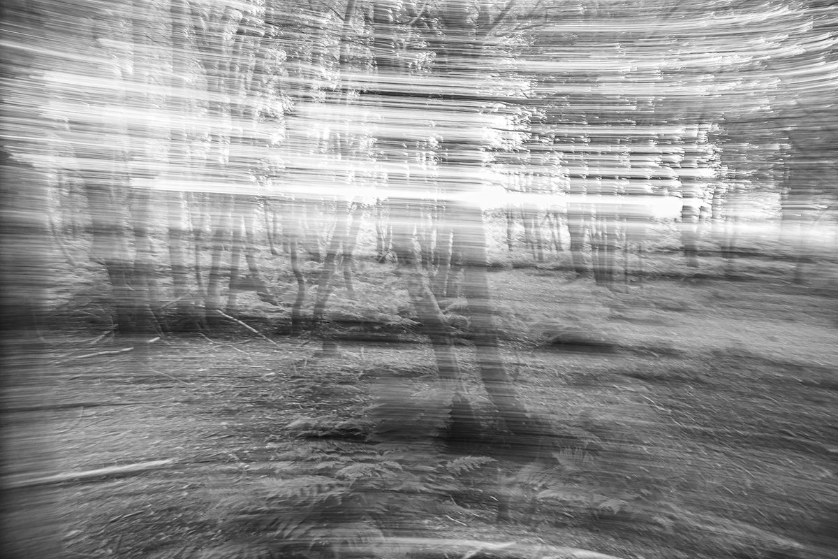 andyradka's tweet photo. Spinning trees in Dalby Forest - N. Yorkshire #yorkshireinblackandwhite #blackandwhitephotos #blackandwhitephotography #BWPMag #NorthYorkMoors #ForestryEngland #NorthYorkshire #LightintheForest #NorthYorkMoors #DalbyForest https://t.co/bvyPy5P9ch
