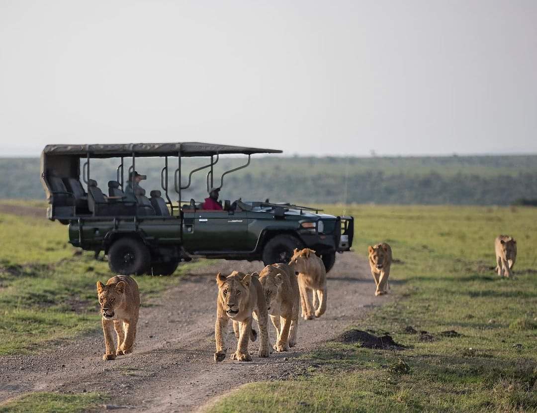 SafaratiGlobal's tweet photo. No more self drive to Masai Mara, but do worry not, #safarati got your back.
We have plenty of professional guides and safari vans, land cruisers, and trucks just for you.
#wildlife #Wednesday #safari 

☎️  0715 716451 
🔗 https://t.co/ybvgxm42SY https://t.co/yFBY4vih6J