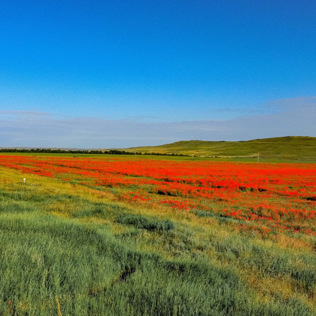 evg_edd's tweet photo. Эх, сейчас бы бегать по маковым полям в Крыму, а не сражаться с экселем 🫠 https://t.co/fw1A6fPTjP
