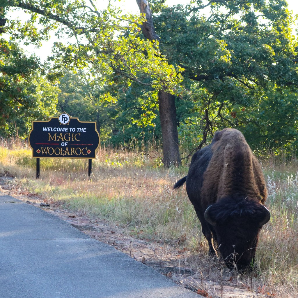 WoolarocMuseum's tweet photo. Enjoy a beautiful day at Woolaroc! Open at 10 am!
#bisonbull #wildlifepreserve #ranch #history https://t.co/8syi2gOxFe