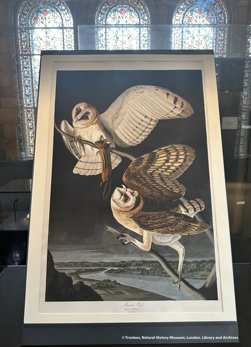 NHM_Library's tweet photo. Check out our latest #Audubon plate rotation!
Did you know Barn Owl Strix flammea (plate 171) is one of only a few night scenes depicted in John James Audubon’s #BirdsOfAmerica?🦉

See it for free in the @NHM_London #TreasuresGallery where it's on display until 6 August #Birds https://t.co/HZ7em43rxS