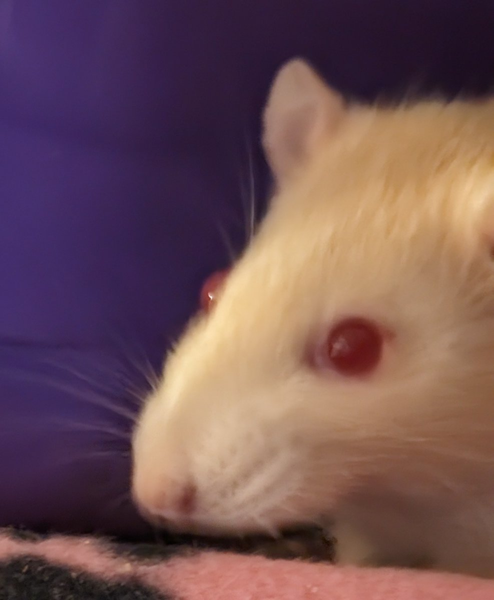 Saffys tooth surgery went great, she's still a little sleepy from the anesthetic but should be able to come home this evening ❤️❤️❤️🐀🐀🐀.