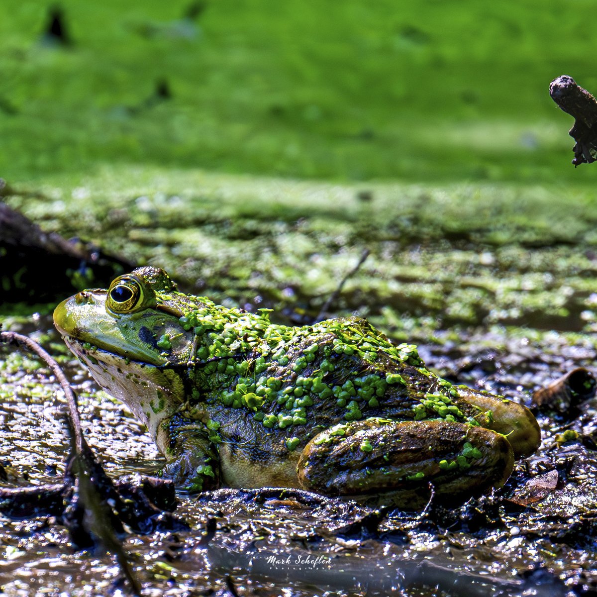 charlieschef's tweet photo. American Bullfrog camouflaged, Pool, #birdcpp #TwitterNatureCommunity #birdsofinstagram #britishnatureguide #naturephotography #birdphotography #twitterphotography #wildbirdphotography #nikonphotography #NatureBeauty #nycaudubon 6.3.24 https://t.co/QcQbwzqXiQ