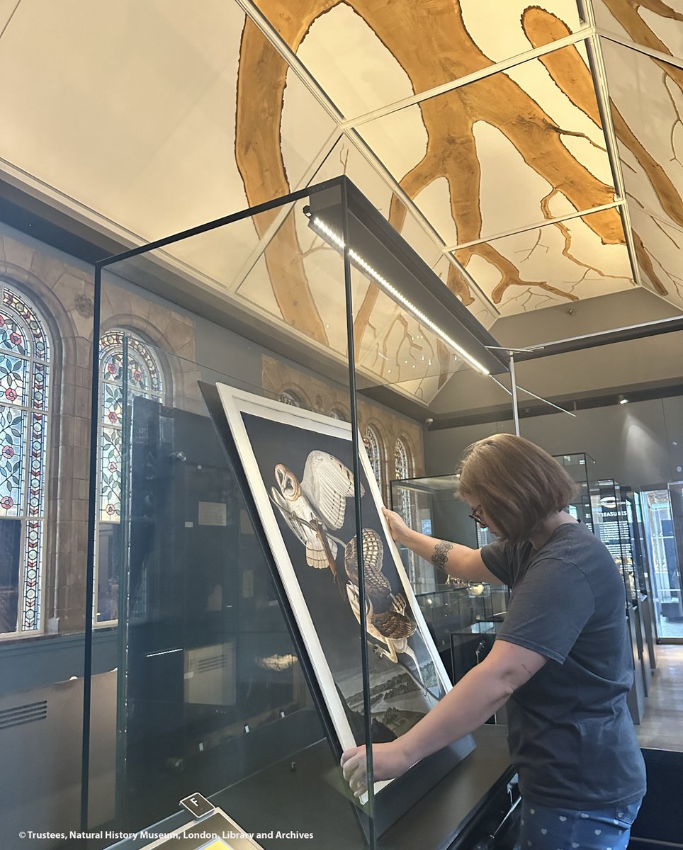 NHM_Library's tweet photo. Check out our latest #Audubon plate rotation!
Did you know Barn Owl Strix flammea (plate 171) is one of only a few night scenes depicted in John James Audubon’s #BirdsOfAmerica?🦉

See it for free in the @NHM_London #TreasuresGallery where it's on display until 6 August #Birds https://t.co/HZ7em43rxS